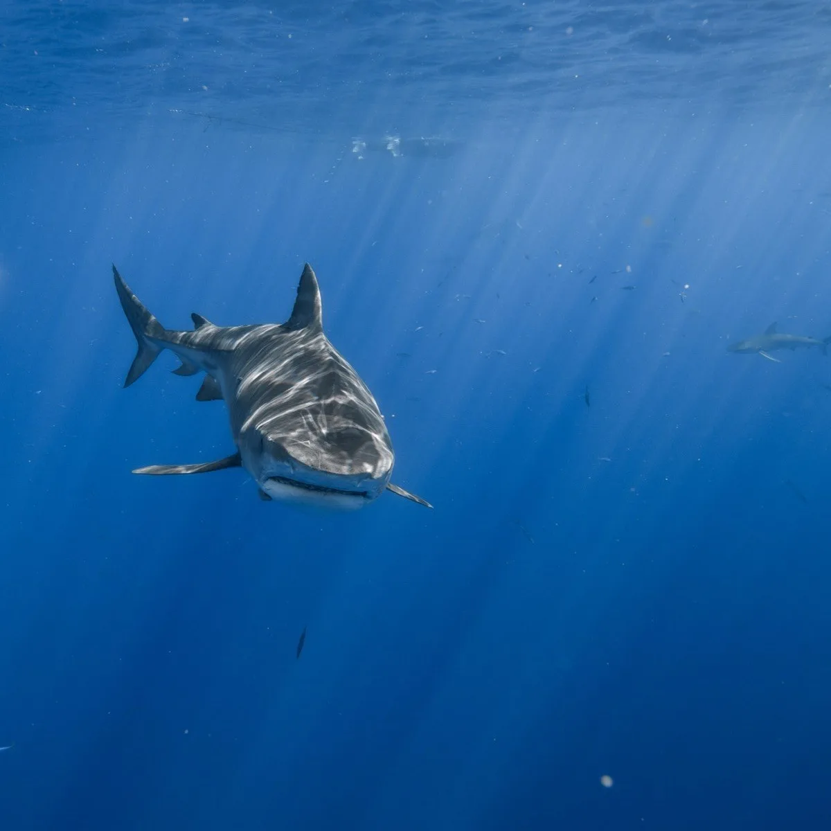 Tiger shark underwater